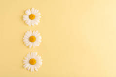 黄色背景上美丽的甘菊花的组成。白洋甘菊带复制空间的顶视图