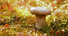蘑菇Boletus在雨中的阳光森林里。宝莲属是一种产菌真菌属，由100多个物种组成.