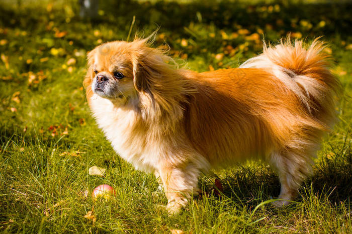 可爱的金丝雀犬，宠物的概念