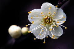 植物、 花卉和植物，梅花,