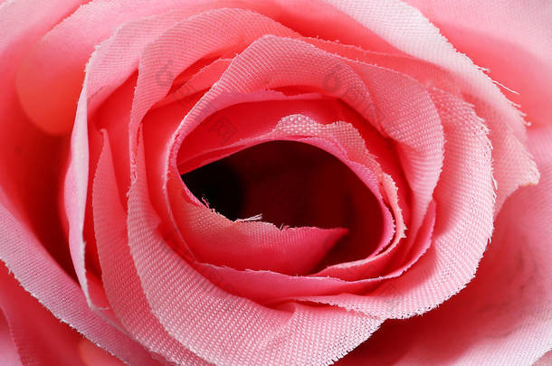 黑色背景的粉红玫瑰