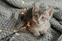 好奇的灰色小猫坐在床上, 看着相机, 散景的背景下的圣诞灯