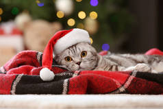 圣诞前夕，家门口戴着圣诞礼帽的可爱猫