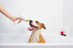有趣的可爱的狗洗澡。 在家照顾宠物的概念：经过训练的听话的斯塔福德郡宠物狗坐在一个白色的浴缸里，用手拿着吹风机把狗弄干
