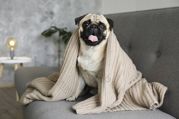 在灰色的纺织品沙发上躺着一张有着忧郁面部表情的滑稽的梦幻般的呕吐物，上面铺着毛毯和垫子。 家里的宠物。 纯正的狗,满脸皱纹. 闭合，复制空间，背景.