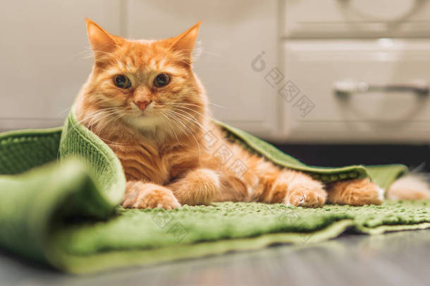 可爱的生姜猫躺在浴室地板上,上面铺着绿色的地毯.毛绒绒有趣的宠物在温暖的房间里晒太阳.