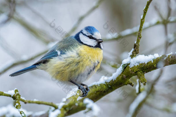 蓝色山雀，美丽的彩色栖息<strong>鸟</strong>，来自欧洲森林和花园，捷克