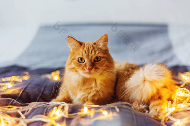 可爱的姜猫躺在床上闪闪发光的灯泡。毛茸茸的宠物<strong>看</strong>起来很奇怪。温馨家居假日背景. 
