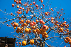 冬天树上成熟的日本柿子