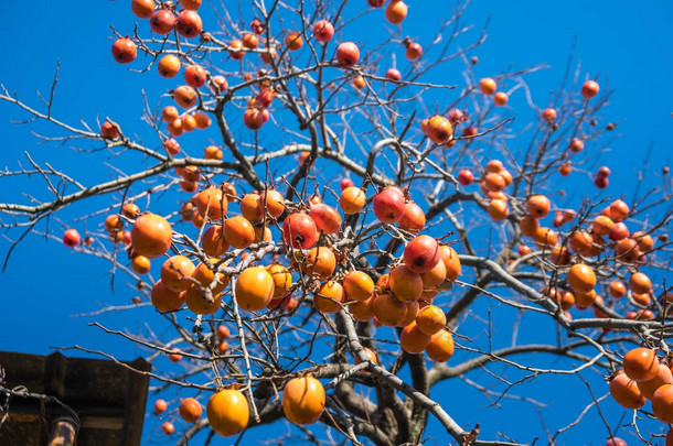 冬天树上成熟的日本柿子