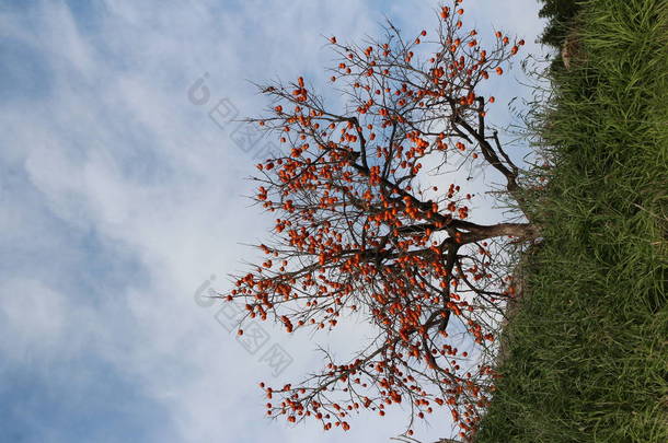 韩国柿子树与大量的成熟的橙色韩国柿子在秋天，韩国