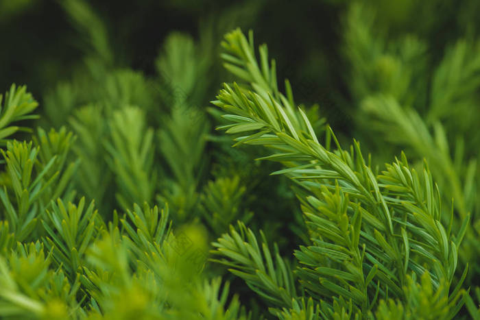 绿色植物枝条和叶子的质地