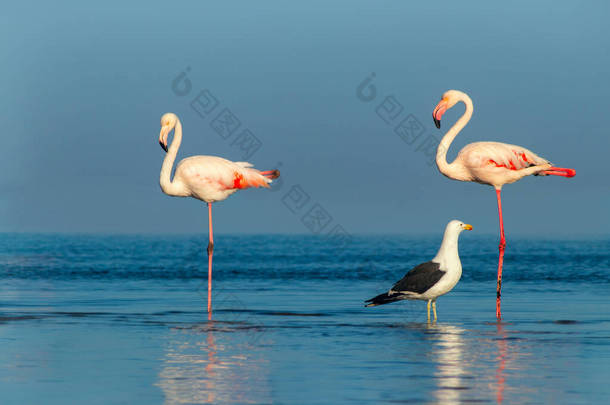 在阳光明媚的早晨，两只大火烈鸟和一只海鸥在蓝色的泻湖上散步
