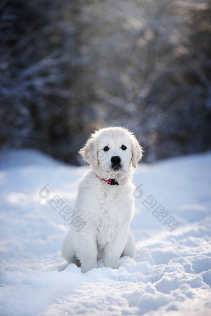 金色的猎犬坐在雪地里的冬天的森林里