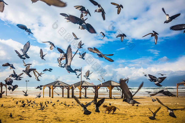 一群鸽子和狗在沙滩上