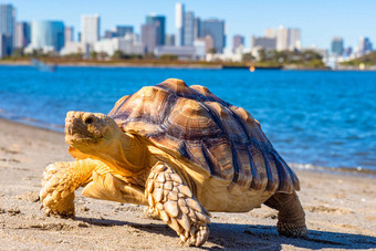 乌龟特写。海龟在水和城市的背景上.海洋动物。缓慢但自信的运动的象征。世界上的动物。宠物.图片