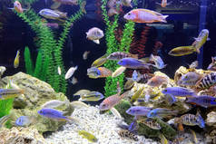 一个水族馆，有各种五彩斑斓的热带鱼