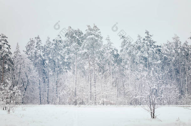 在冬天森林雪树的风景