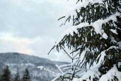 冬季，冷杉树枝被积雪覆盖在森林里