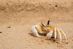 小螃蟹粗粗地放在海滩上的黄沙滩上。东南亚.水平.