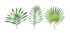 水彩画棕榈叶套装。异质多彩的植物在白色上被隔离.丛林绿树。用于婚纱设计、卡片、装饰的实用植物学图解