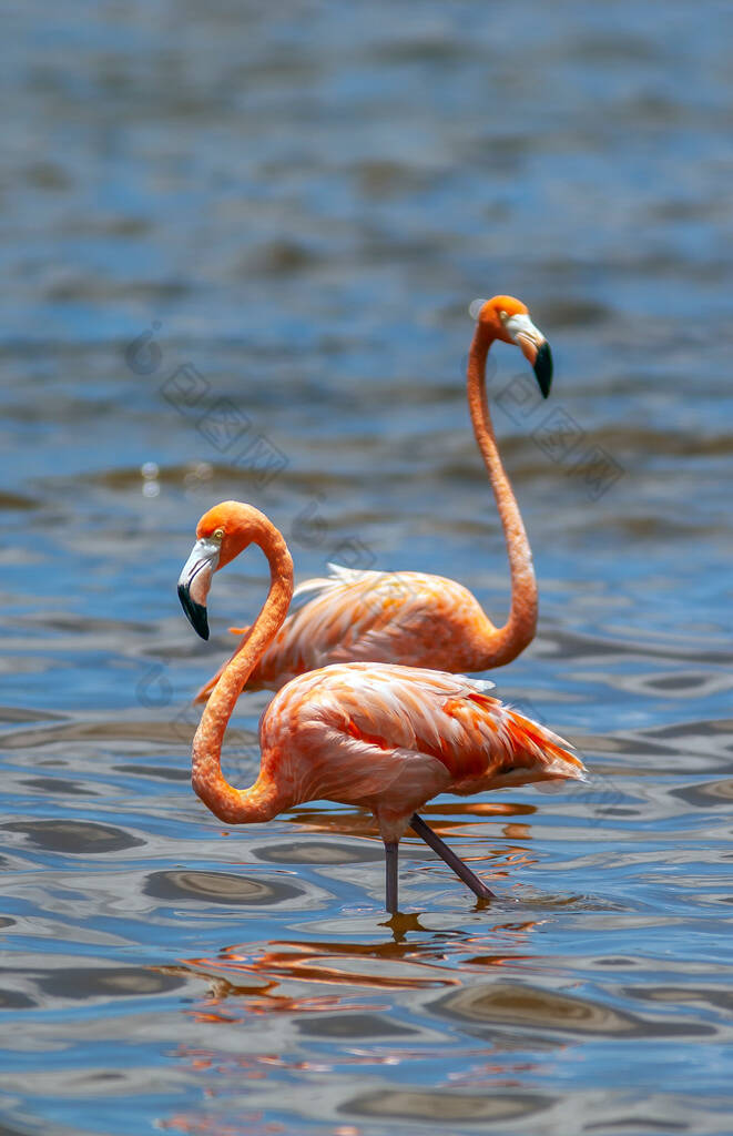 美国火烈鸟（Phoenicopterus ruber）是一种大型火烈鸟，与大型火烈鸟和智利火烈鸟关系密切