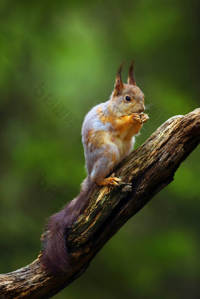 红松鼠或欧亚红松鼠（Sciurus vulgaris）坐在丑闻中的鸟类森林的树枝上。典型环境中的松鼠.