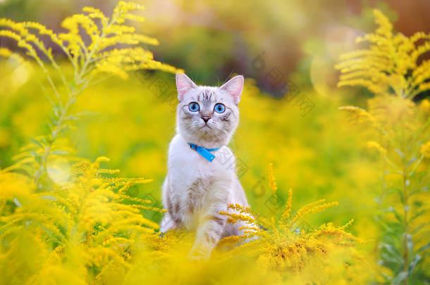 美丽的猫与蓝色眼睛在草甸与黄色花