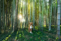 竹林里的狗。 新斯科舍省的鸭托林回收在自然界中。 带着宠物旅行.