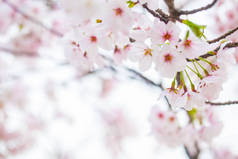 粉红色樱花盛开在春天q
