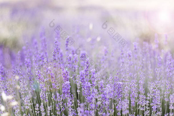 特写薰衣草场薰衣草紫色芳香花丛