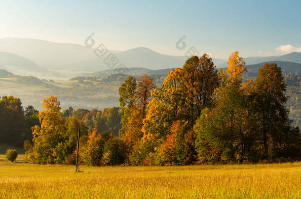 美丽的雾日出在山区。可爱的夏日风景。草地上的花朵和雾中的森林山.