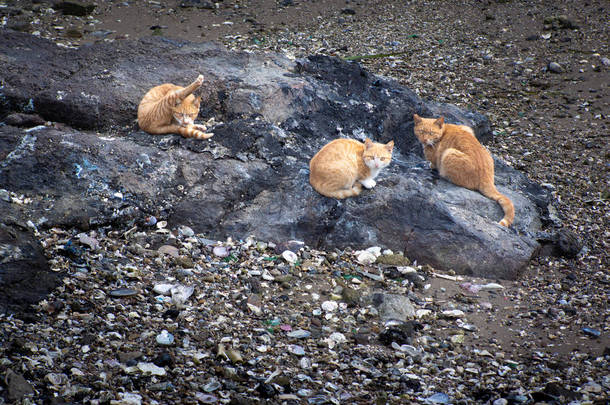 在韩国海边，红色野猫坐在大石头上