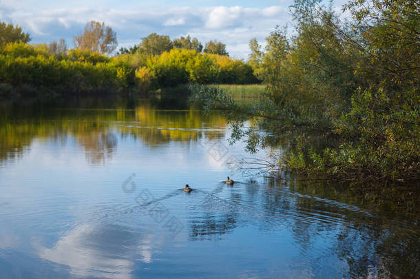 公园里的一个小湖, 岸边泛黄的树木。野鸭在湖上游泳。湖水中的天空和树木的倒影。美丽的风景胜地