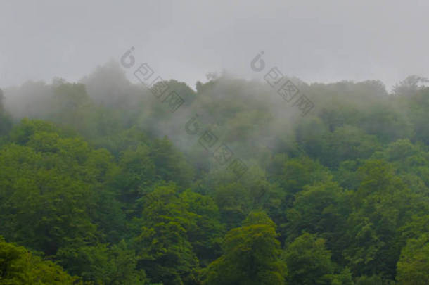 雾在高地上的森林。小高加索山脉