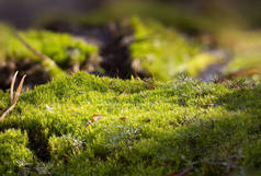 苔藓在森林地面宏观特写背景