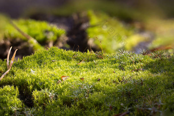 苔藓在森林地面宏观特写<strong>背景</strong>