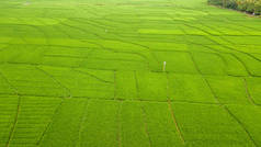 Nanggulan, Kulonprogo, Yogyakarta大片稻田的美景