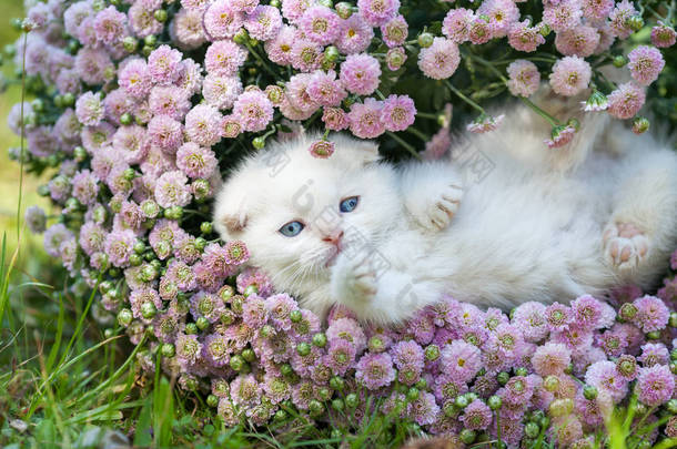 小猫躺在他的背花
