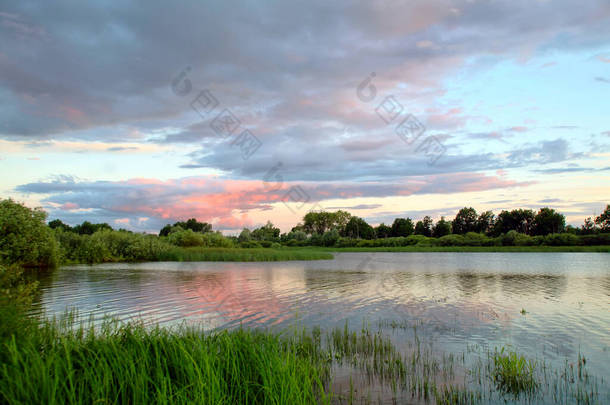 夏日的风景,美丽的粉色落日在河边,芦苇在岸边