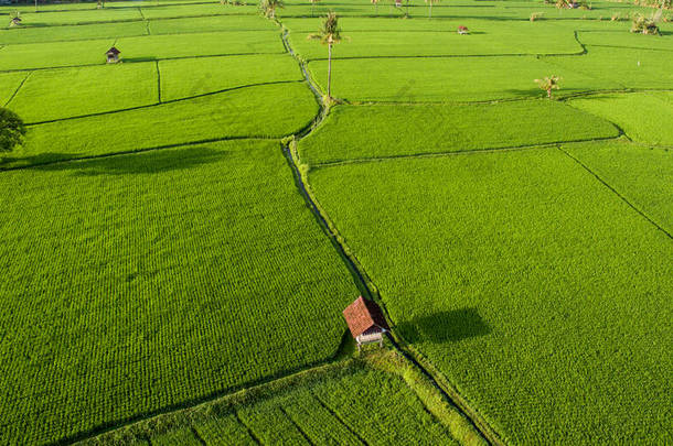 空中稻田,风景秀丽,椰子树,<strong>木屋</strong>,农民在雾蒙蒙的早晨.稻田农业的航空观