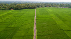 Nanggulan, Kulonprogo, Yogyakarta大片稻田的美景