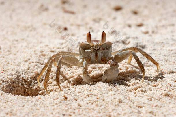 幽灵蟹（Ocypode sp.）非洲，塞舌尔，普拉斯林岛，坐在沙坑旁边