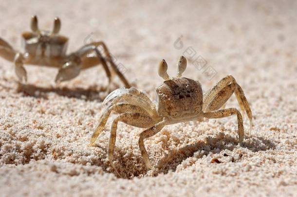幽灵蟹（Ocipode sp.）），位于非洲塞舌尔普拉斯林岛的沙滩上