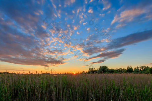 美丽的日落场景在夏天的田野与柳树和草