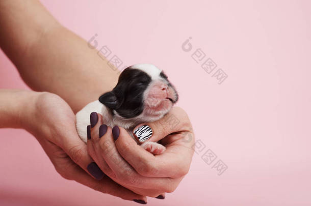 裁剪图像的妇女抱着小狗在粉红色背景