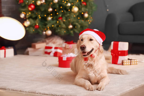 圣诞前夕，家门口戴着圣诞礼帽的可爱小狗