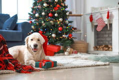 在圣诞装饰的房间里放一只带着礼物的有趣的小狗
