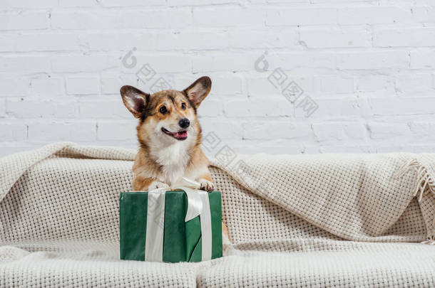 可爱的彭布<strong>罗</strong>克威尔士科尔吉狗在沙发上与绿色的礼物