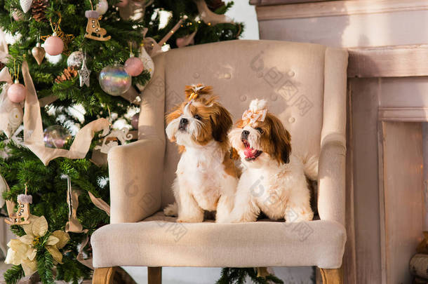 圣诞节背景下的两只西施小狗。<strong>新年</strong>狗。两只可爱的小狗.